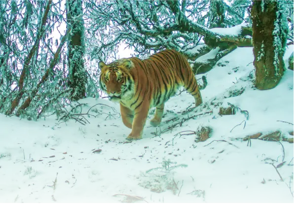 Treasure Trove: Camera Trap Pictures of Bhutan's Wildlife cover